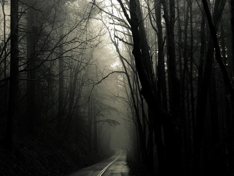 Misty forest road at dawn