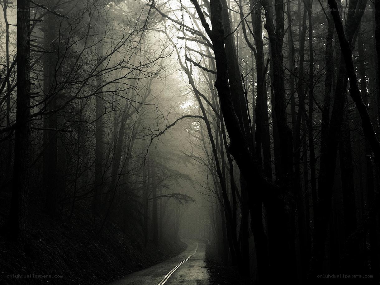 Misty forest road at dawn