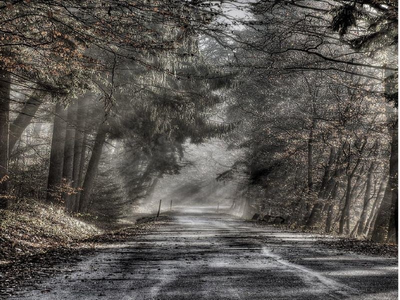 Misty forest road at dawn