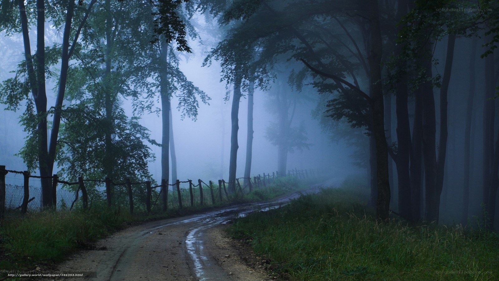 Misty forest road at dawn
