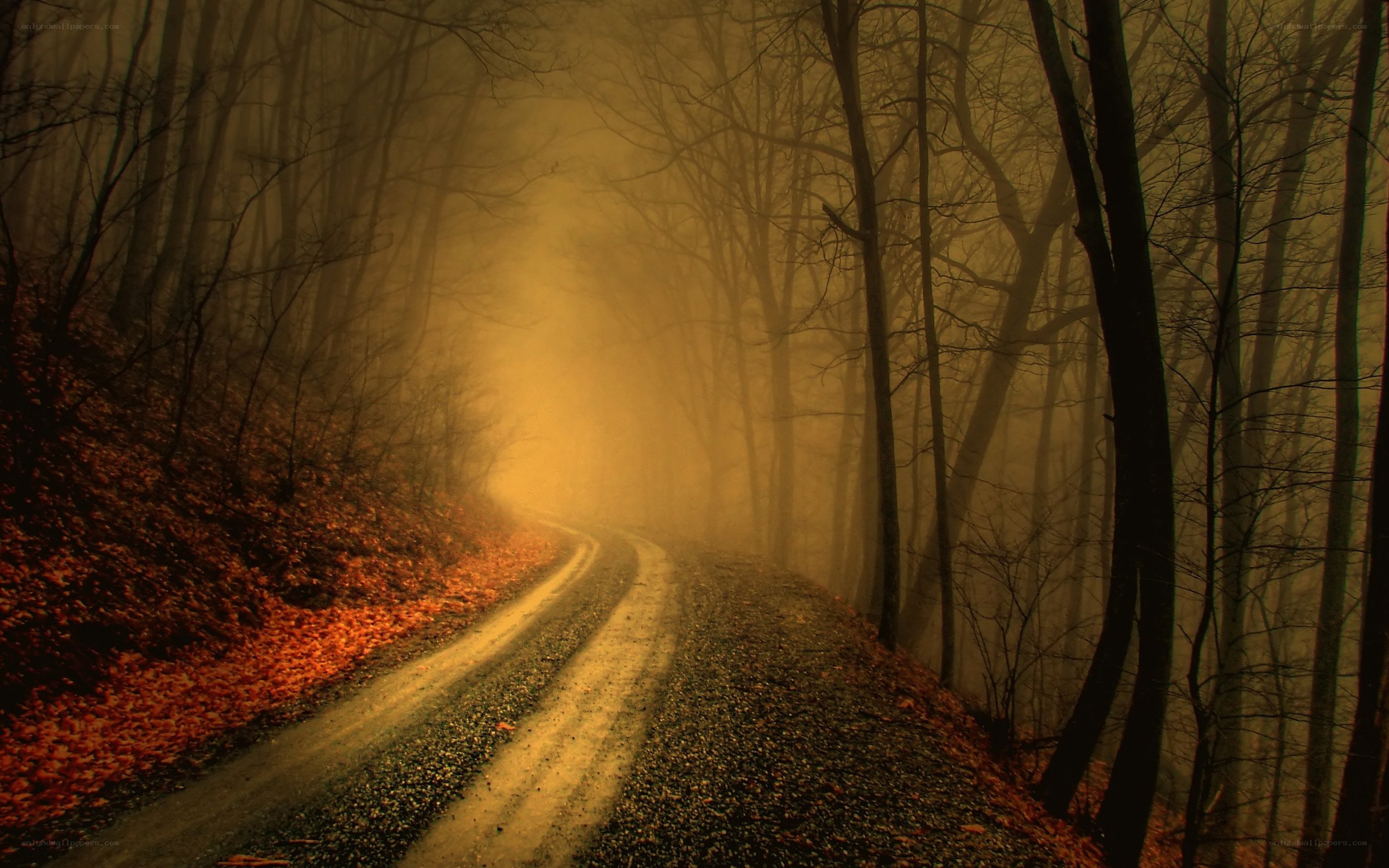 Misty forest road at dusk