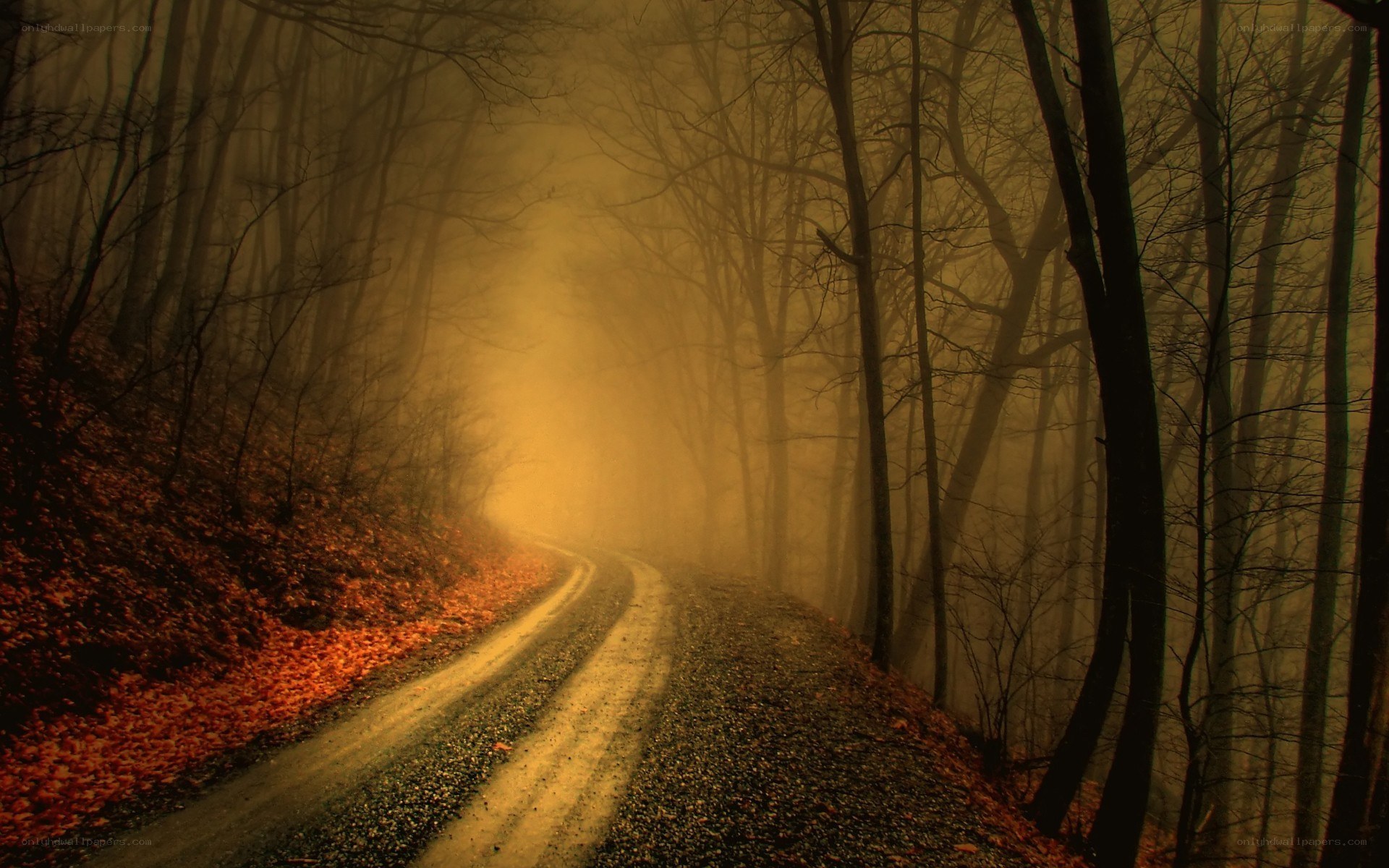 Misty forest road at dusk