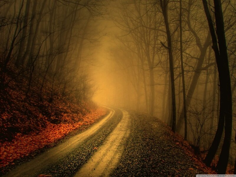Misty forest road at dusk