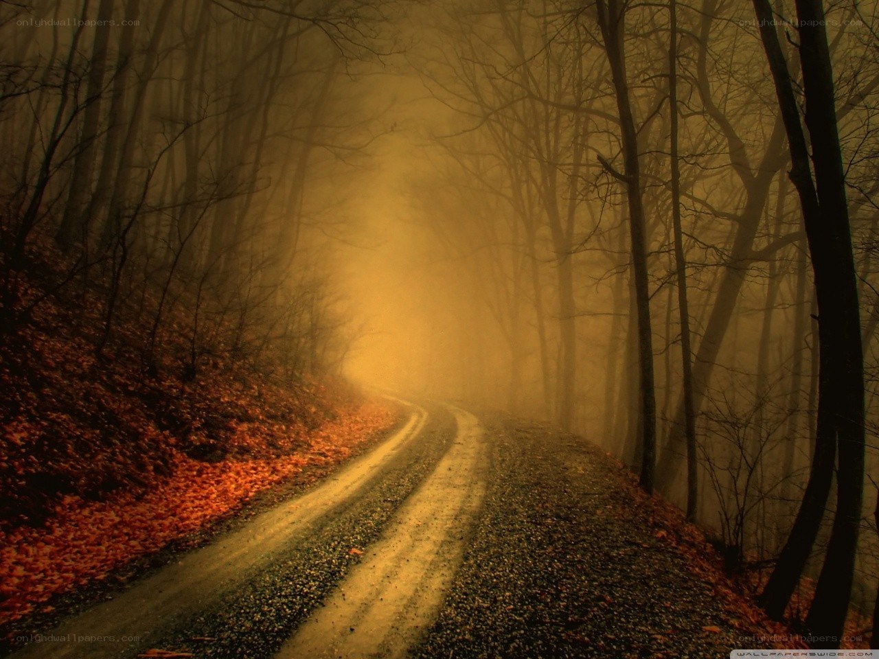Misty forest road at dusk