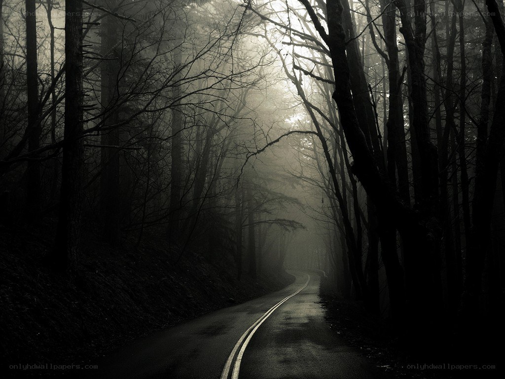 Misty forest road at dusk