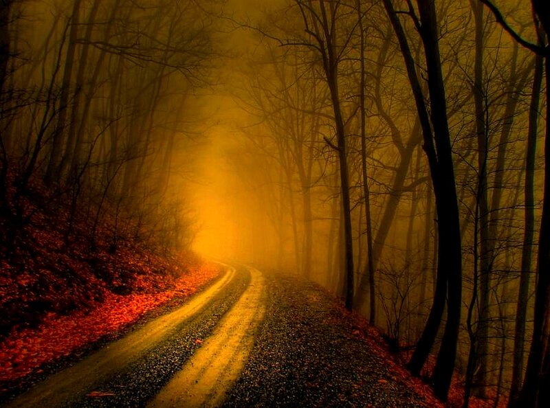 Misty forest road at dusk