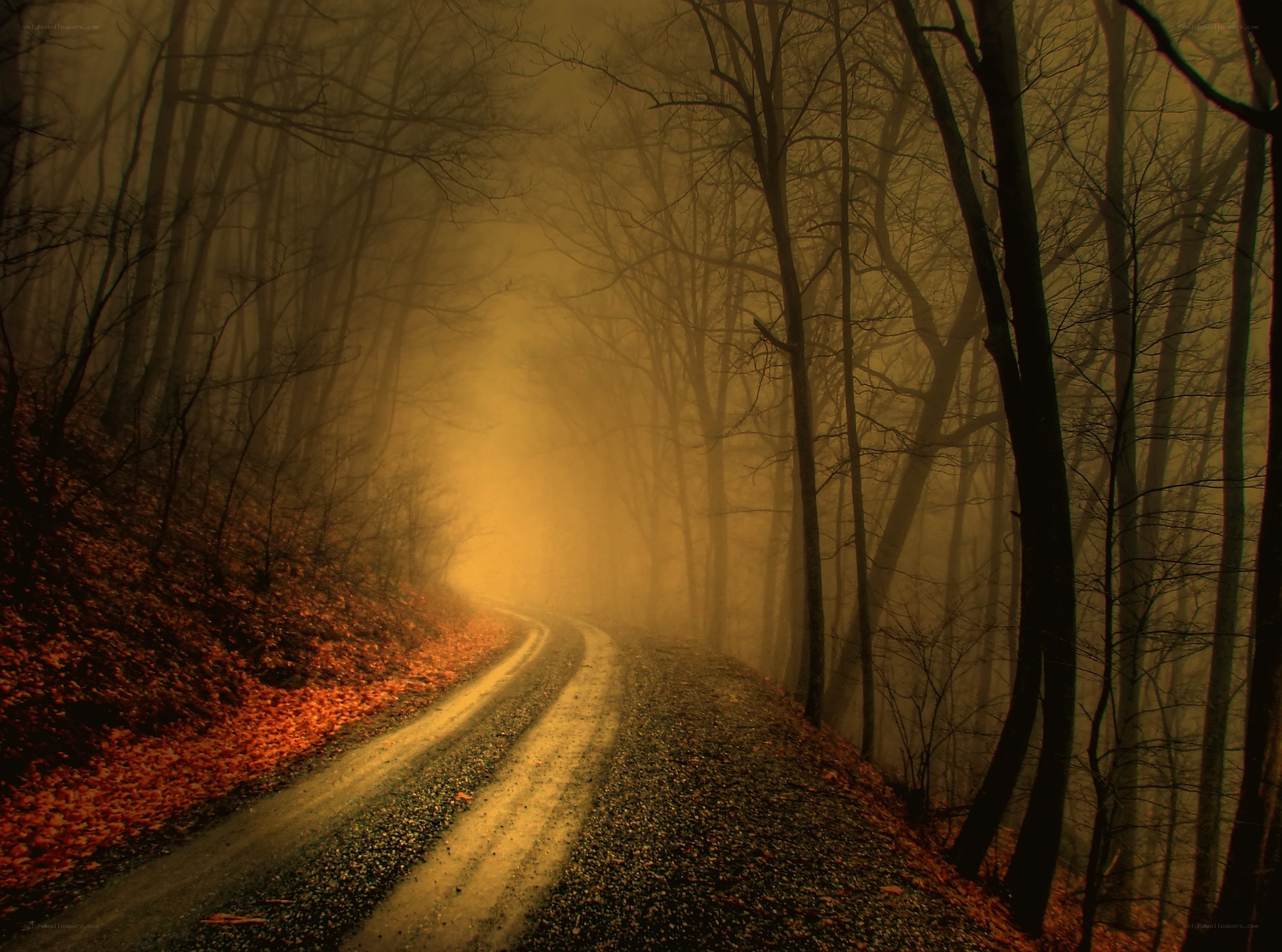 Misty forest road at dusk