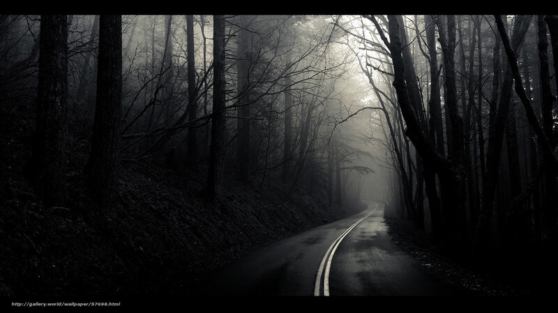 Misty forest road
