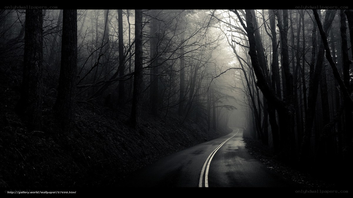 Misty forest road