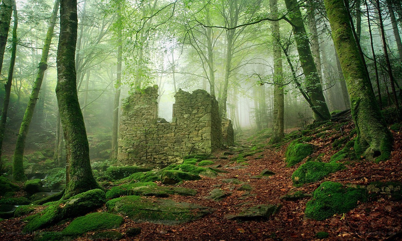 Misty forest ruins