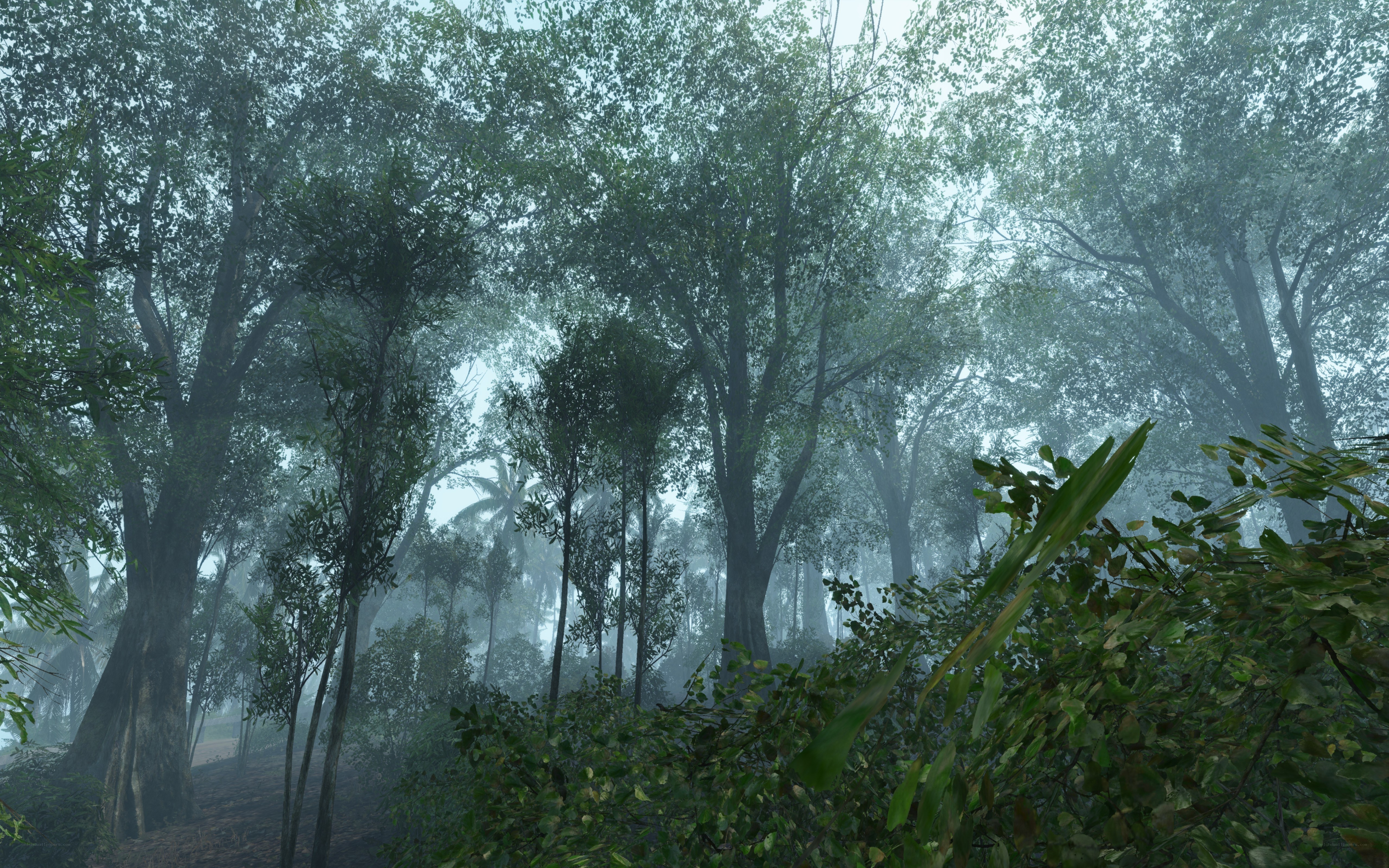 misty forest scene