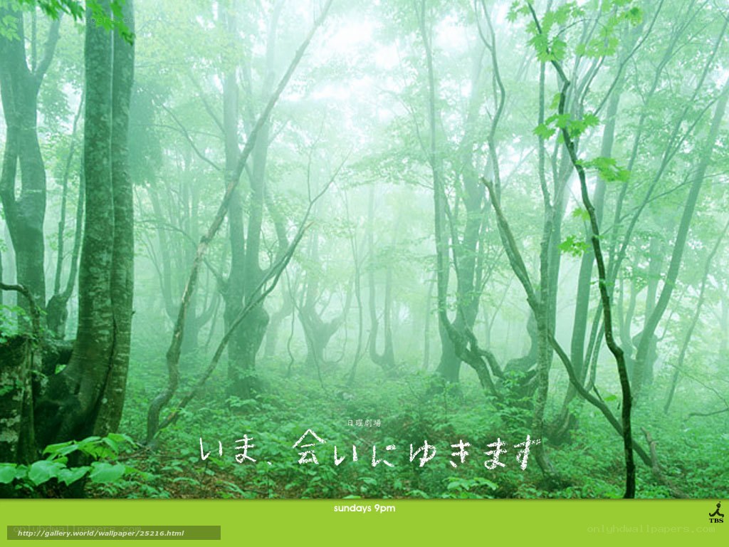 Misty forest scene