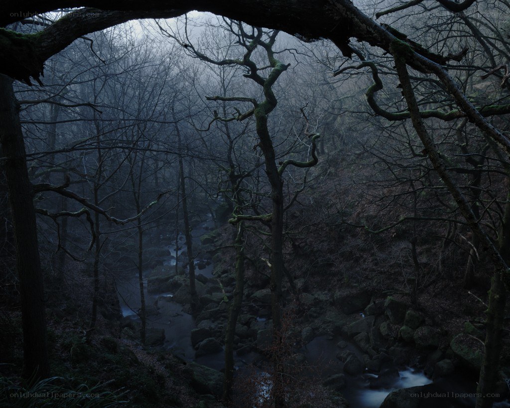 Misty forest stream