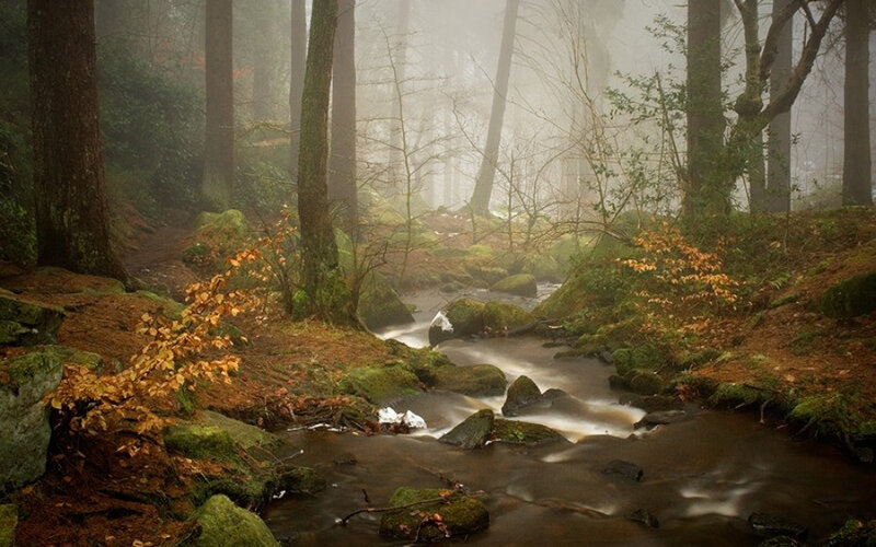 Misty forest stream