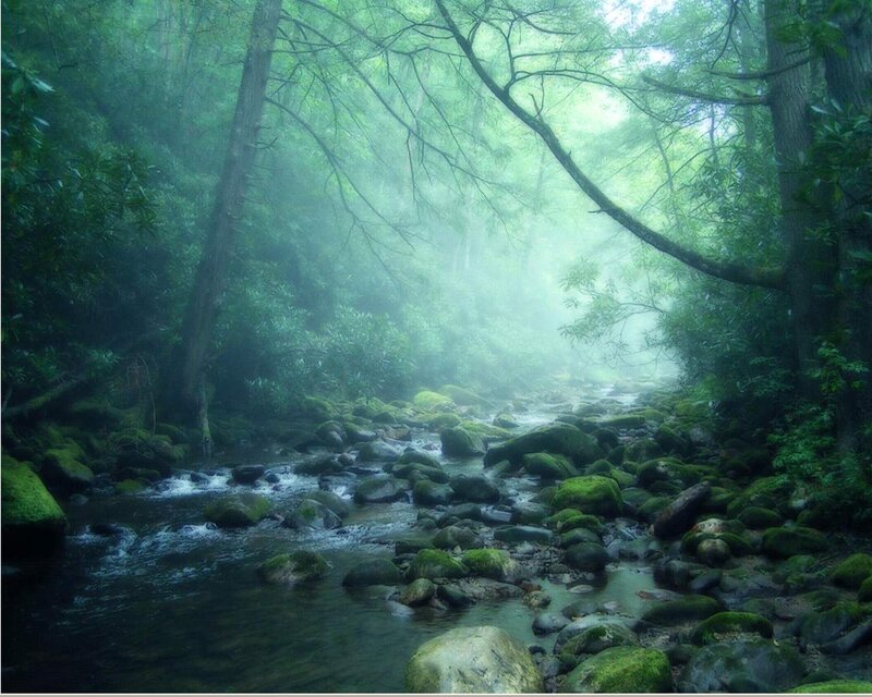 Misty forest stream