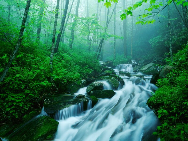 Misty forest stream