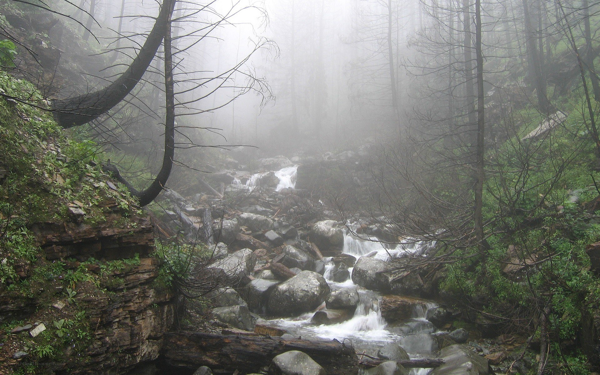 Misty forest stream