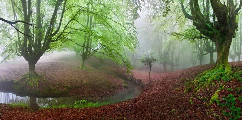 Misty Forest Stream — Green