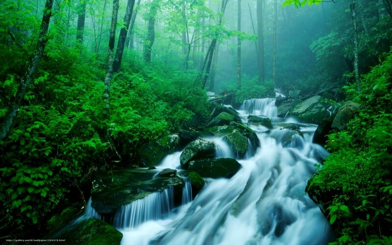 Misty forest stream