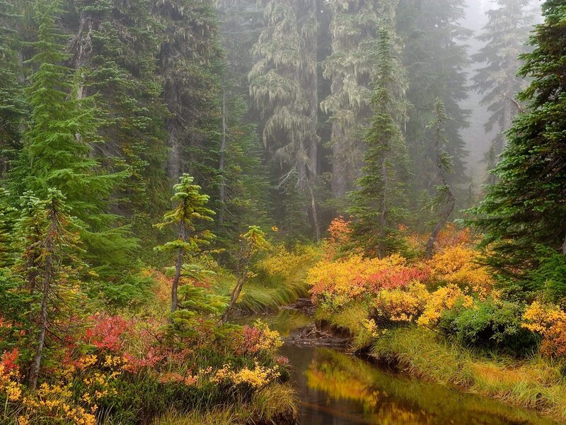 Misty forest stream with autumn colors
