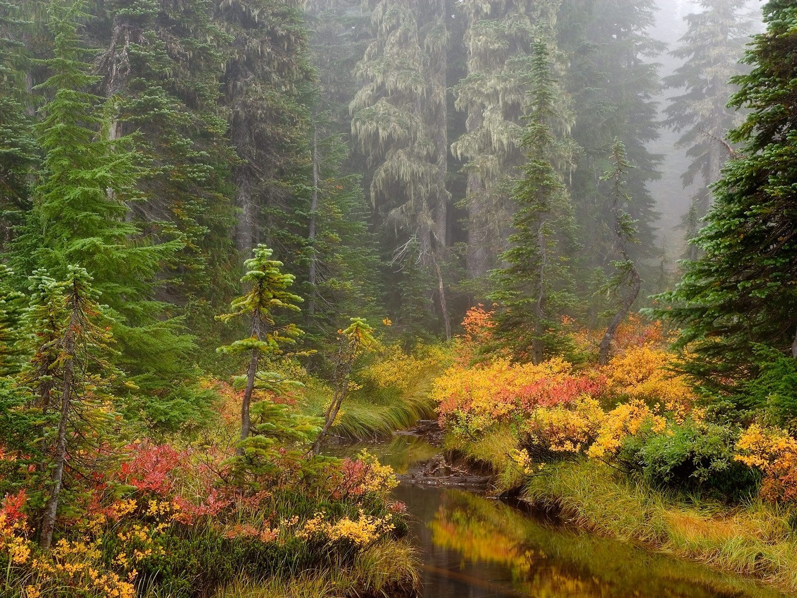 Misty forest stream with autumn colors