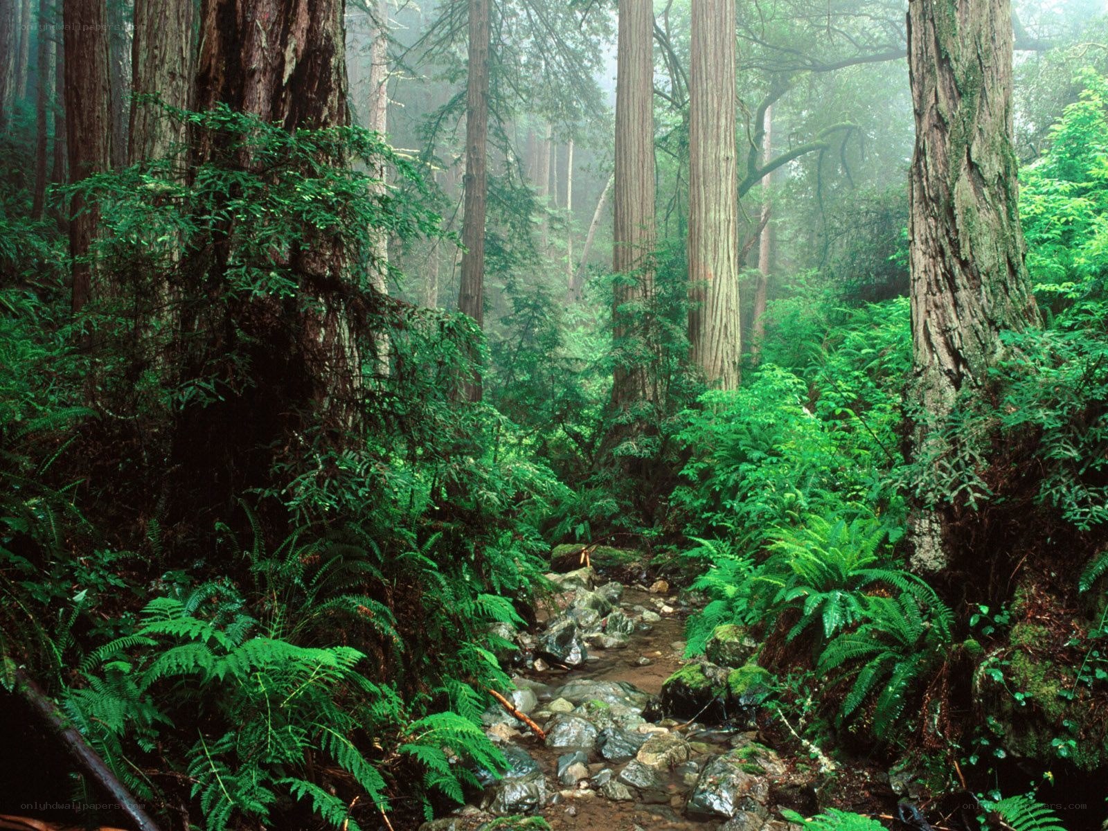 Misty forest stream with redwoods