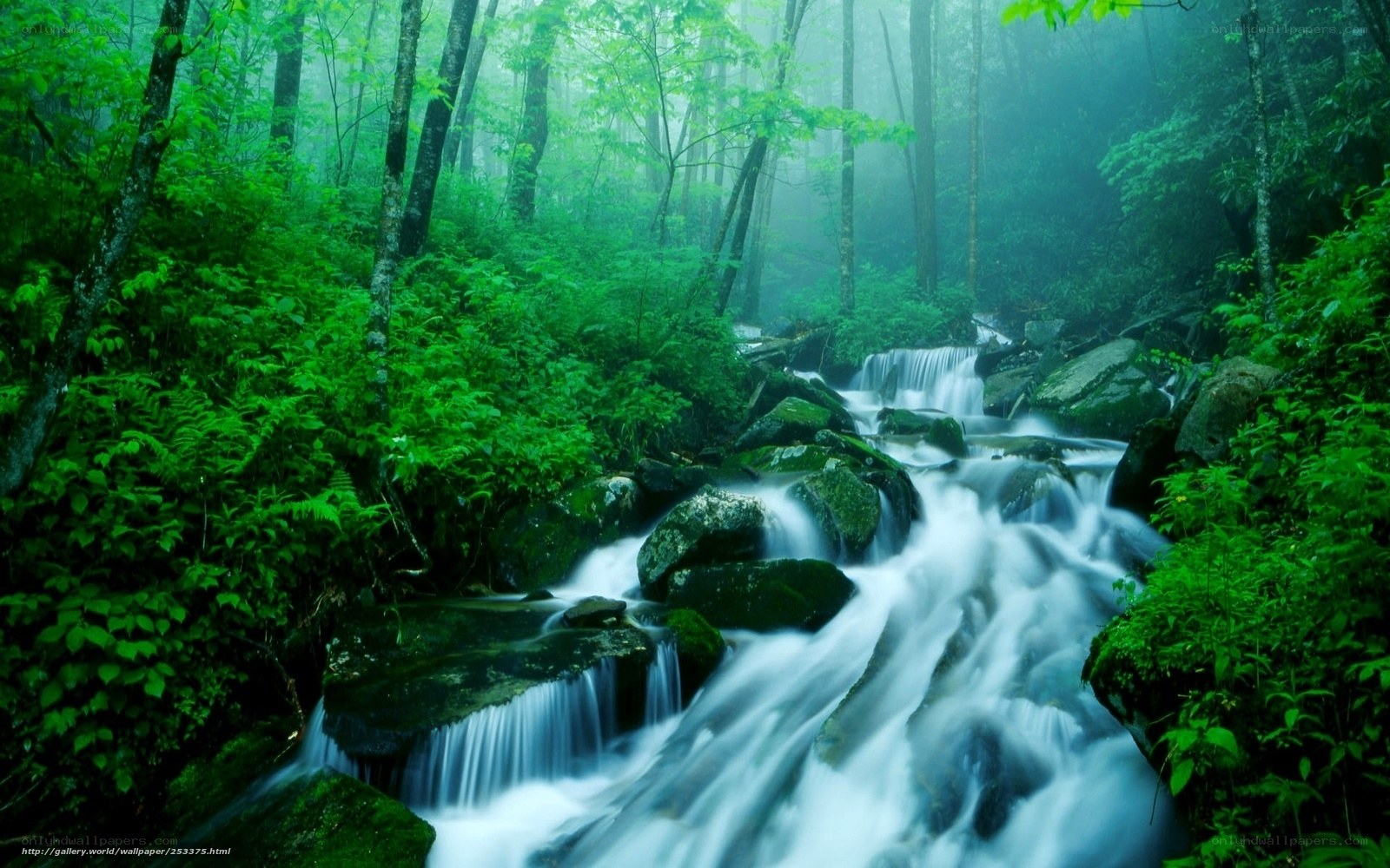 Misty forest stream