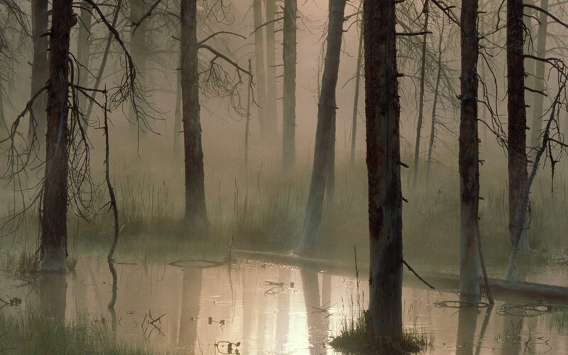 Misty forest swamp at dawn
