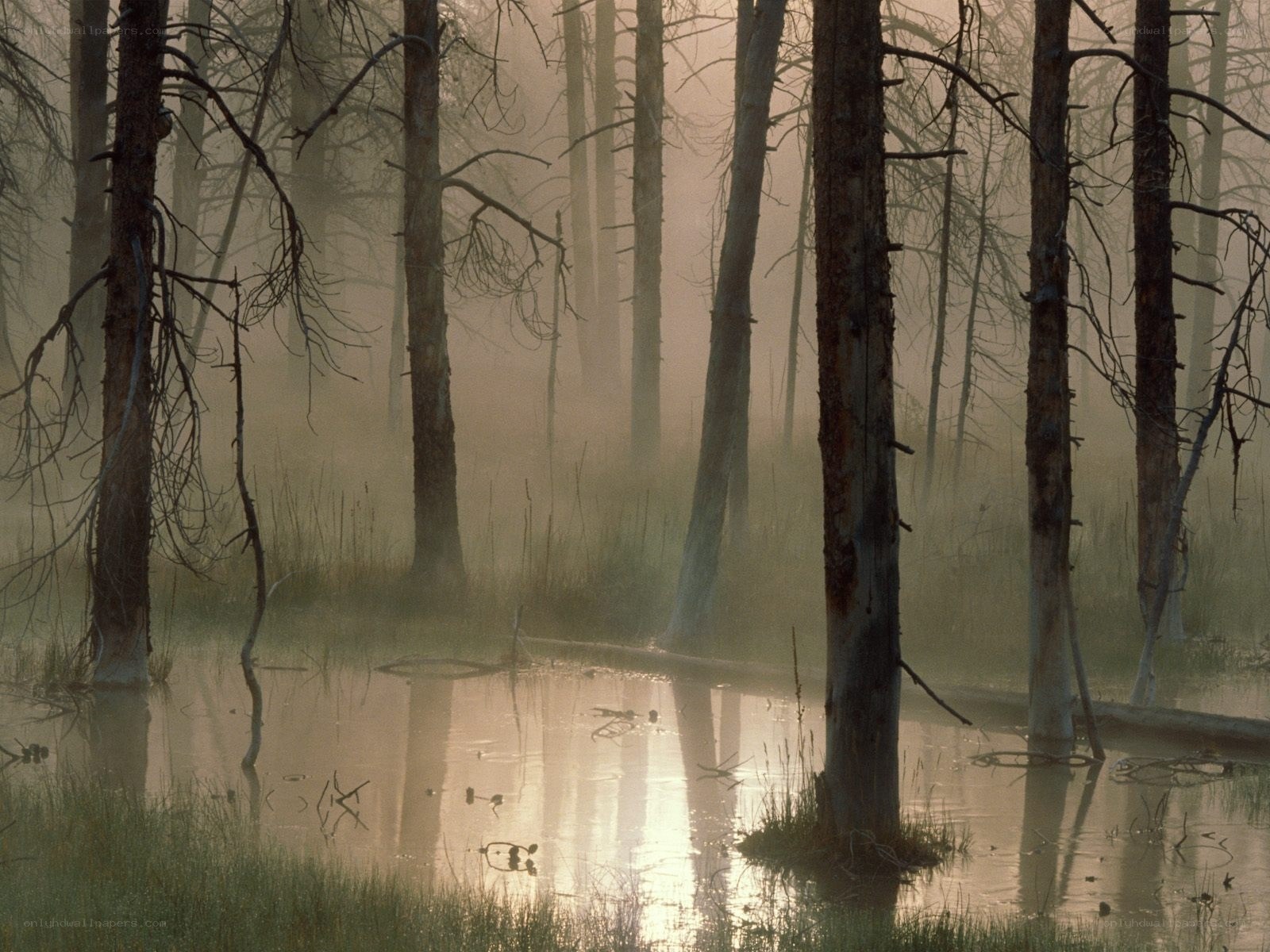 Misty forest swamp at dawn