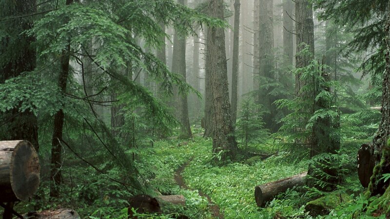 Misty forest trail