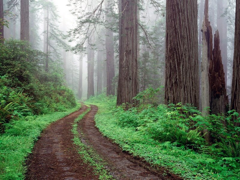 Misty forest trail