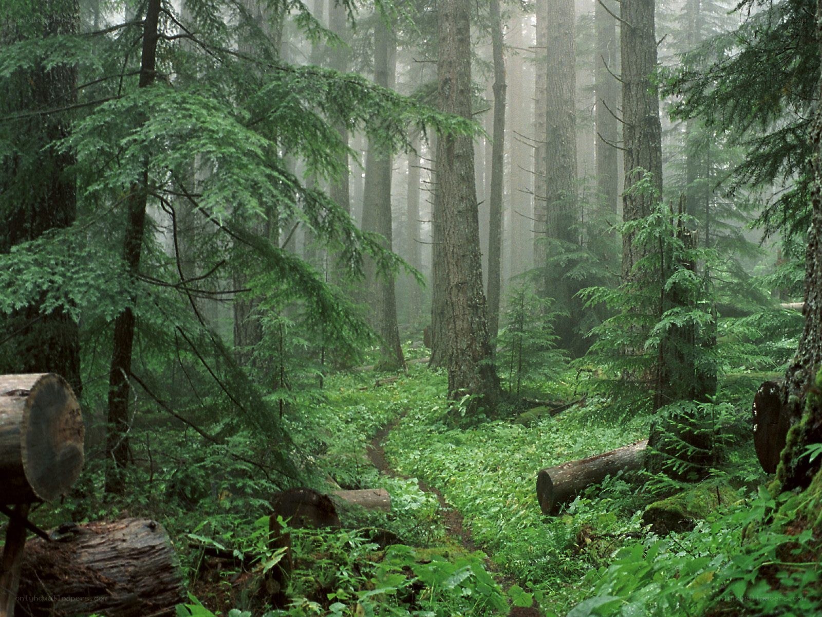 Misty forest trail