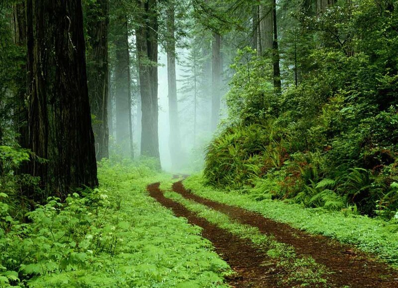 Misty forest trail