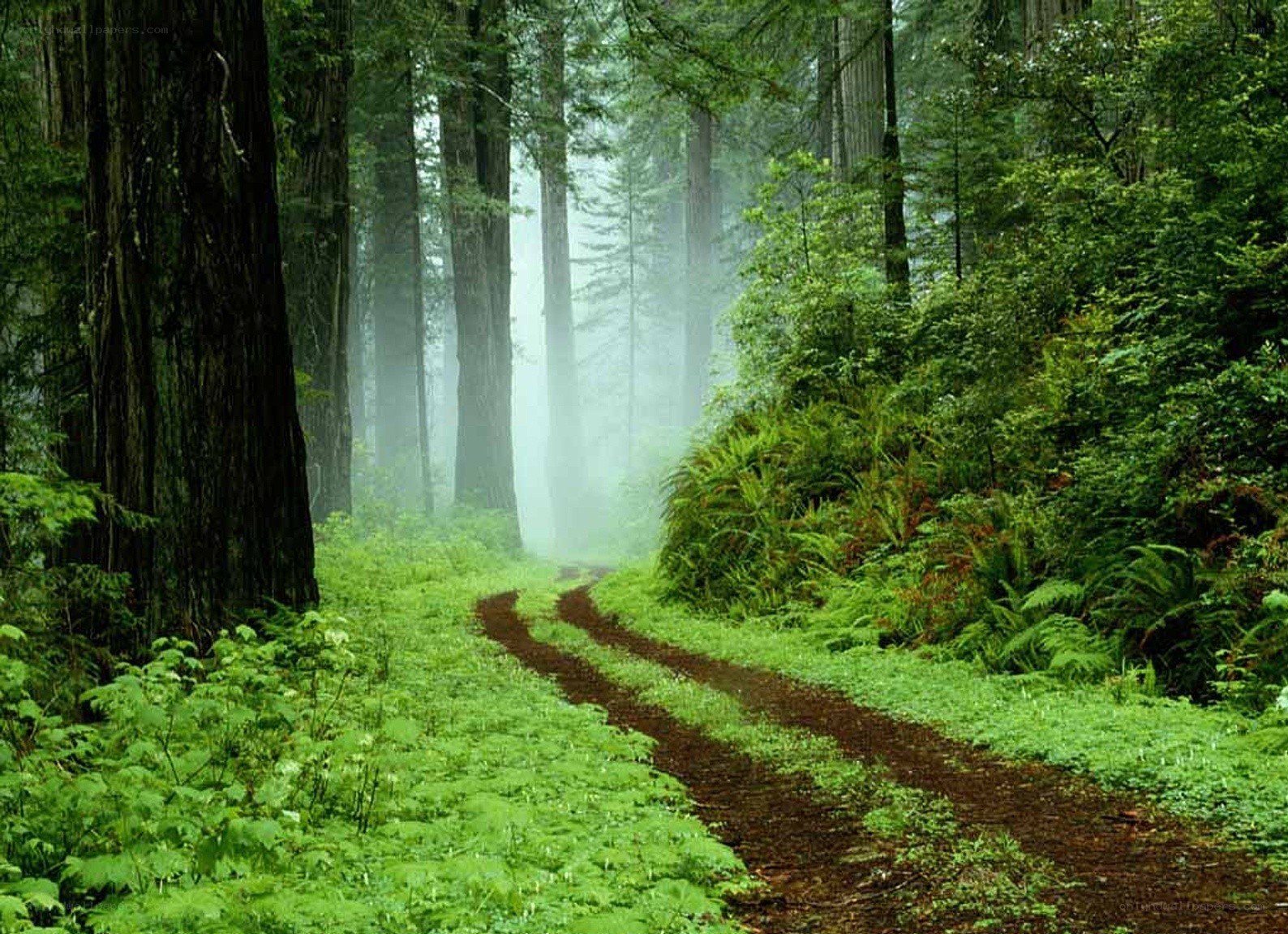 Misty forest trail
