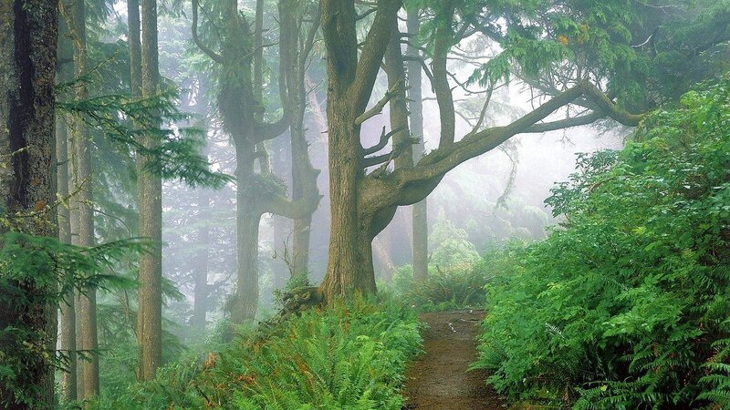 Misty forest trail