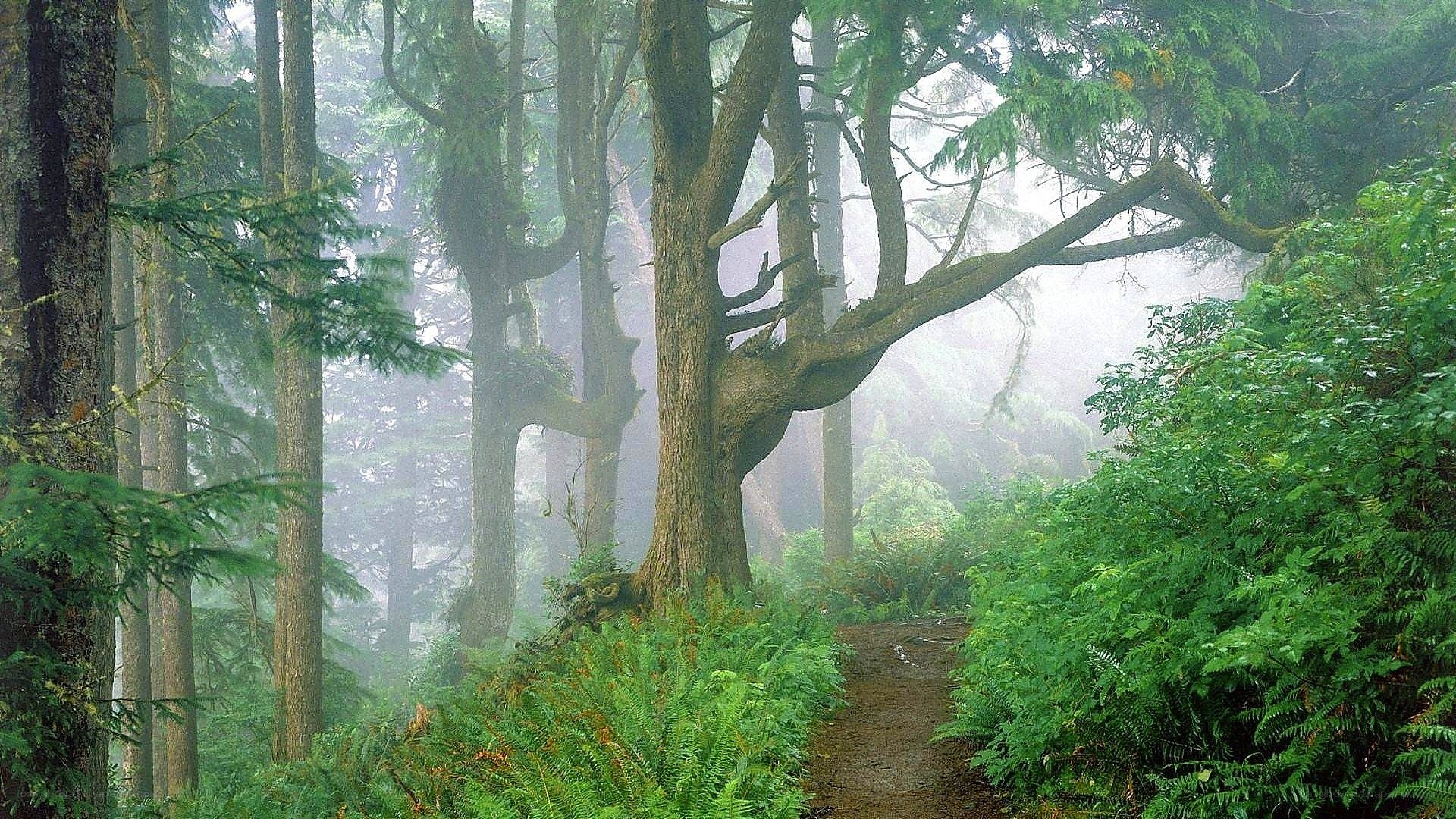 Misty forest trail