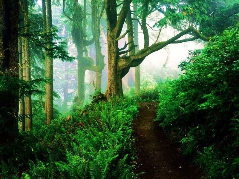 Misty forest trail