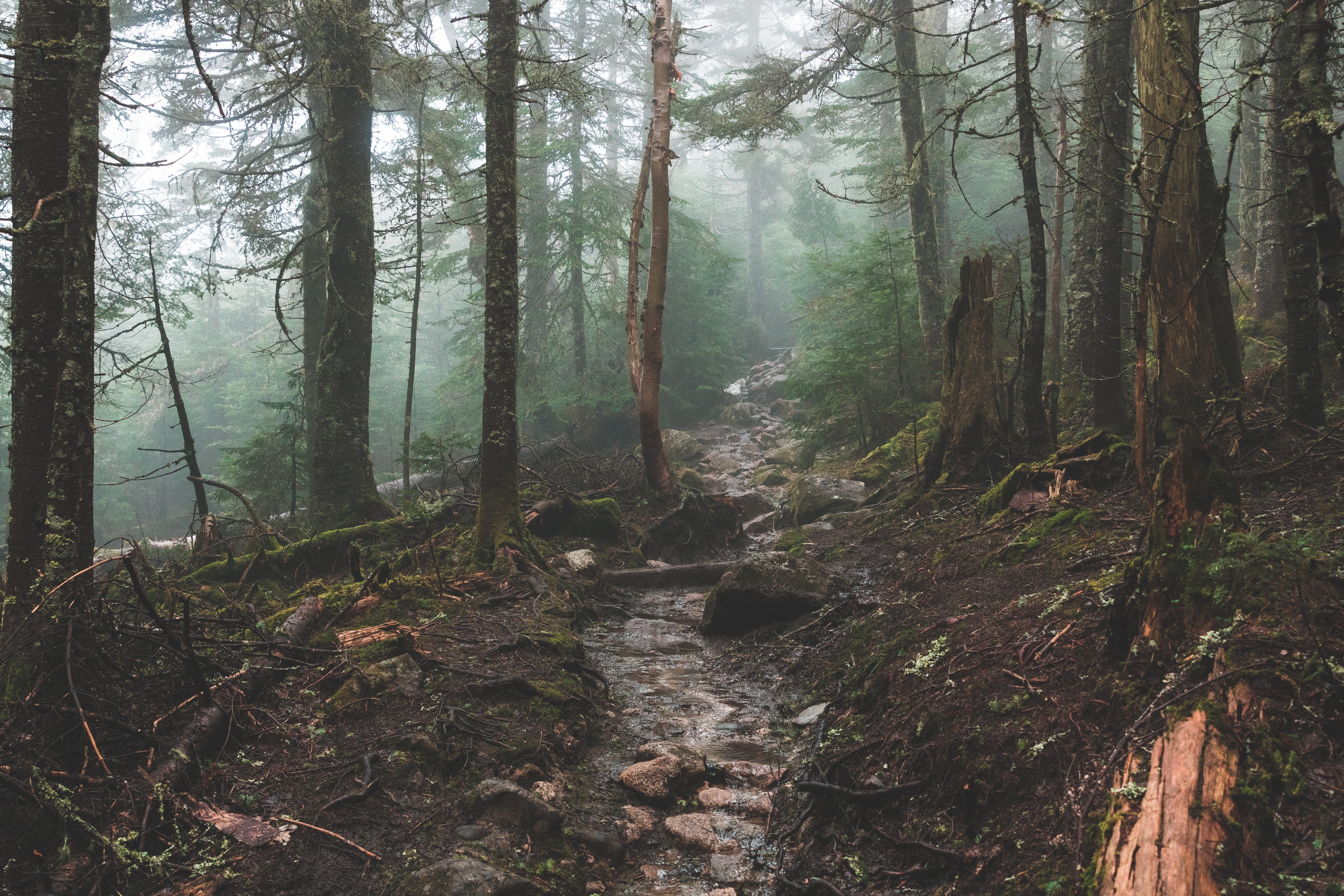 Misty forest trail