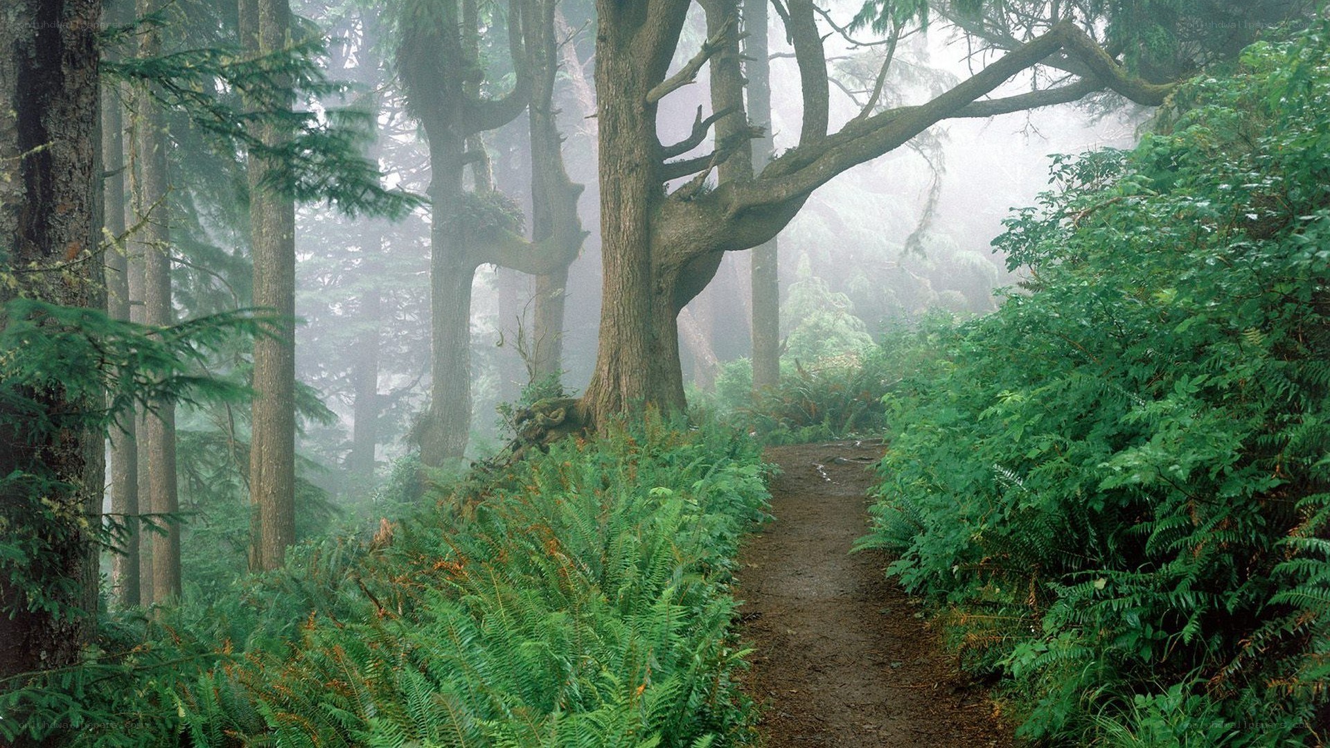 Misty forest trail