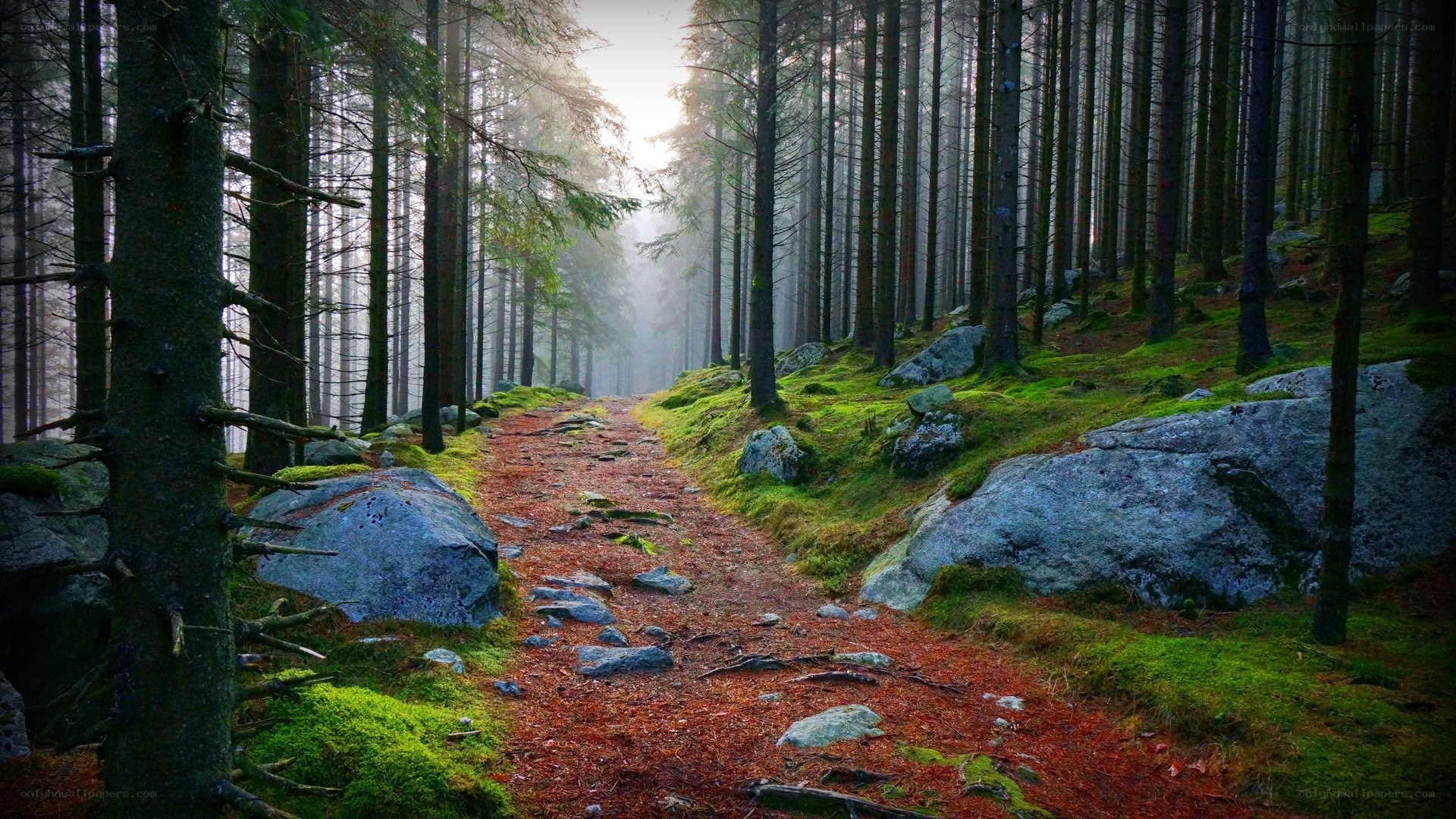 Misty forest trail at dawn