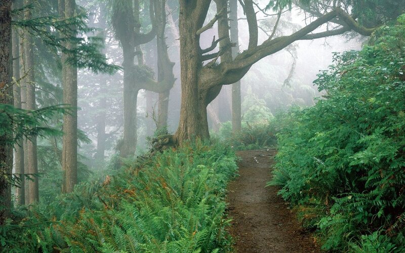 Misty forest trail path