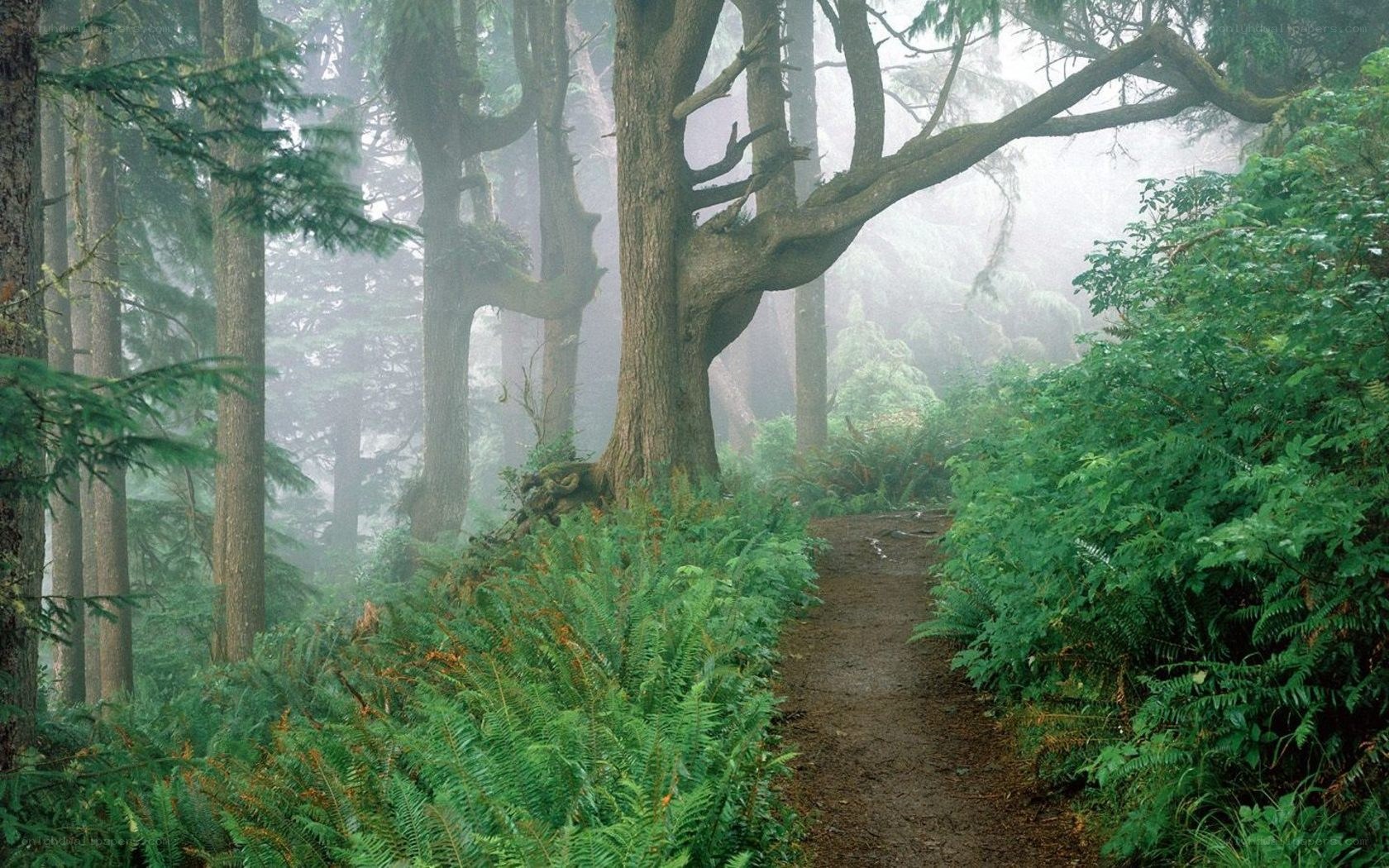 Misty forest trail path