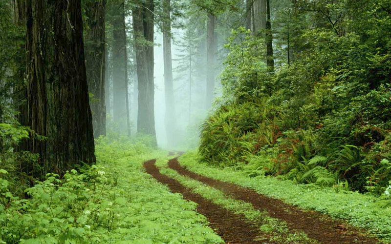 Misty forest trail path