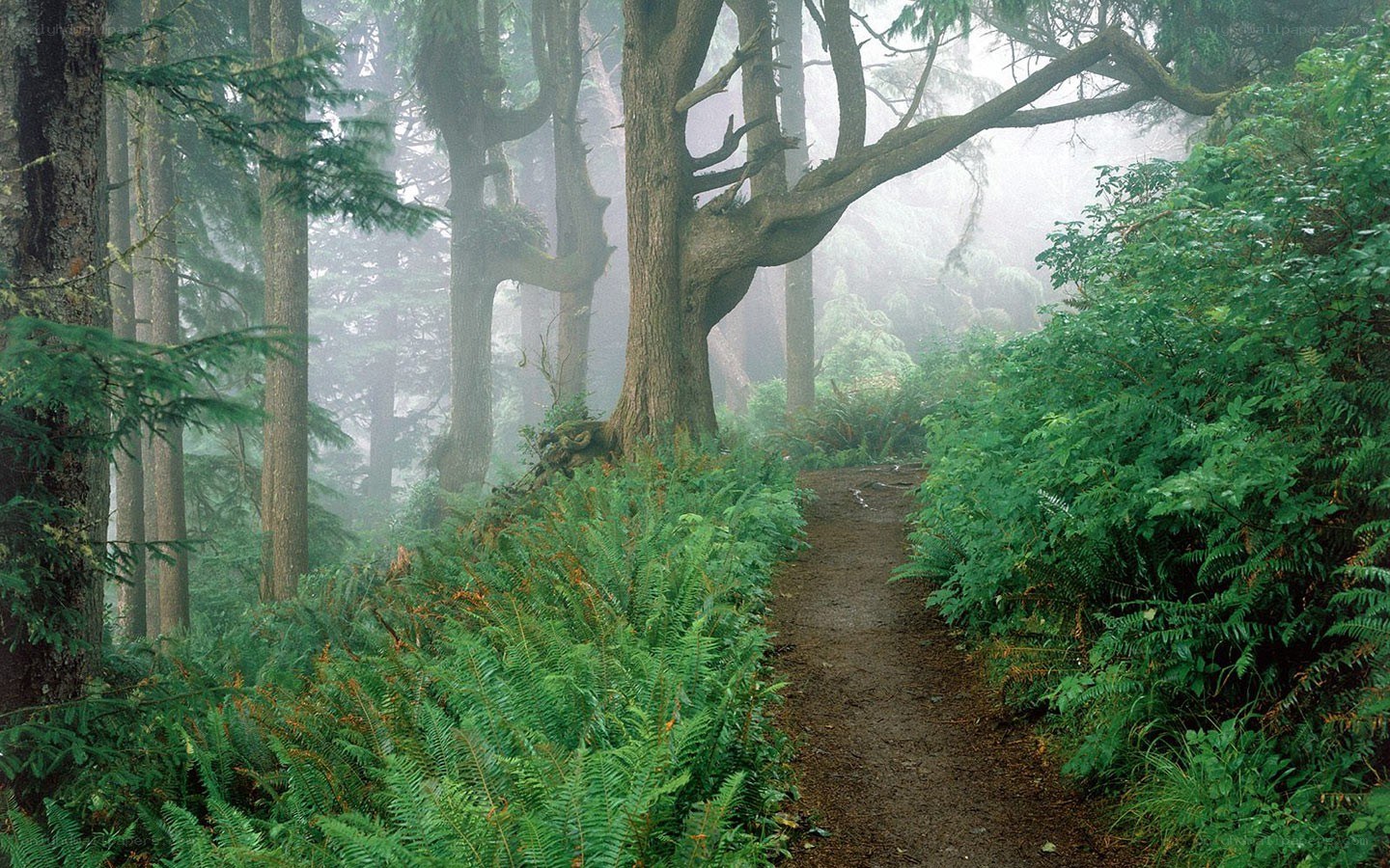 Misty forest trail path