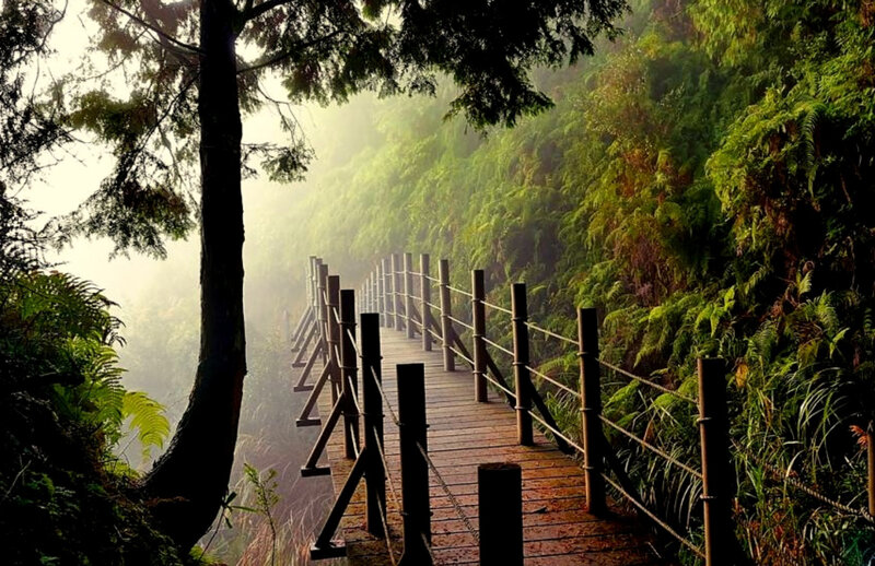 Misty forest trail path