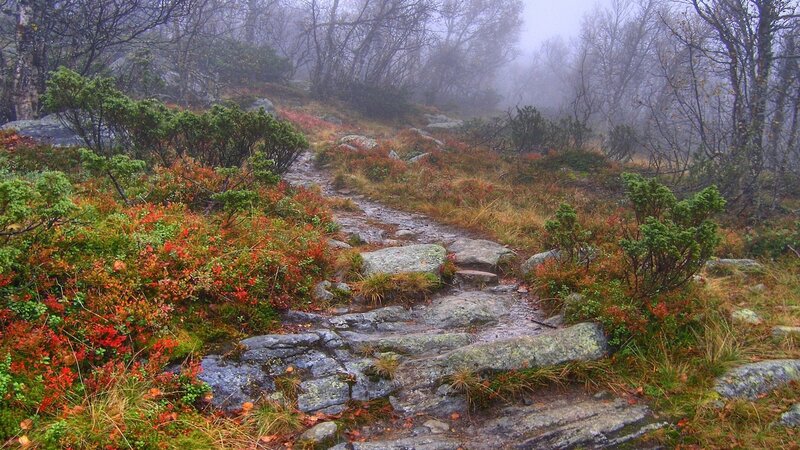 Misty forest trail with autumn colors