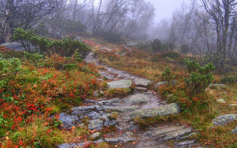 Misty forest trail with autumn colors
