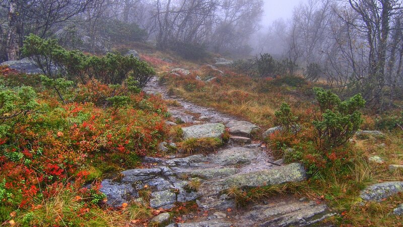 Misty forest trail with autumn foliage