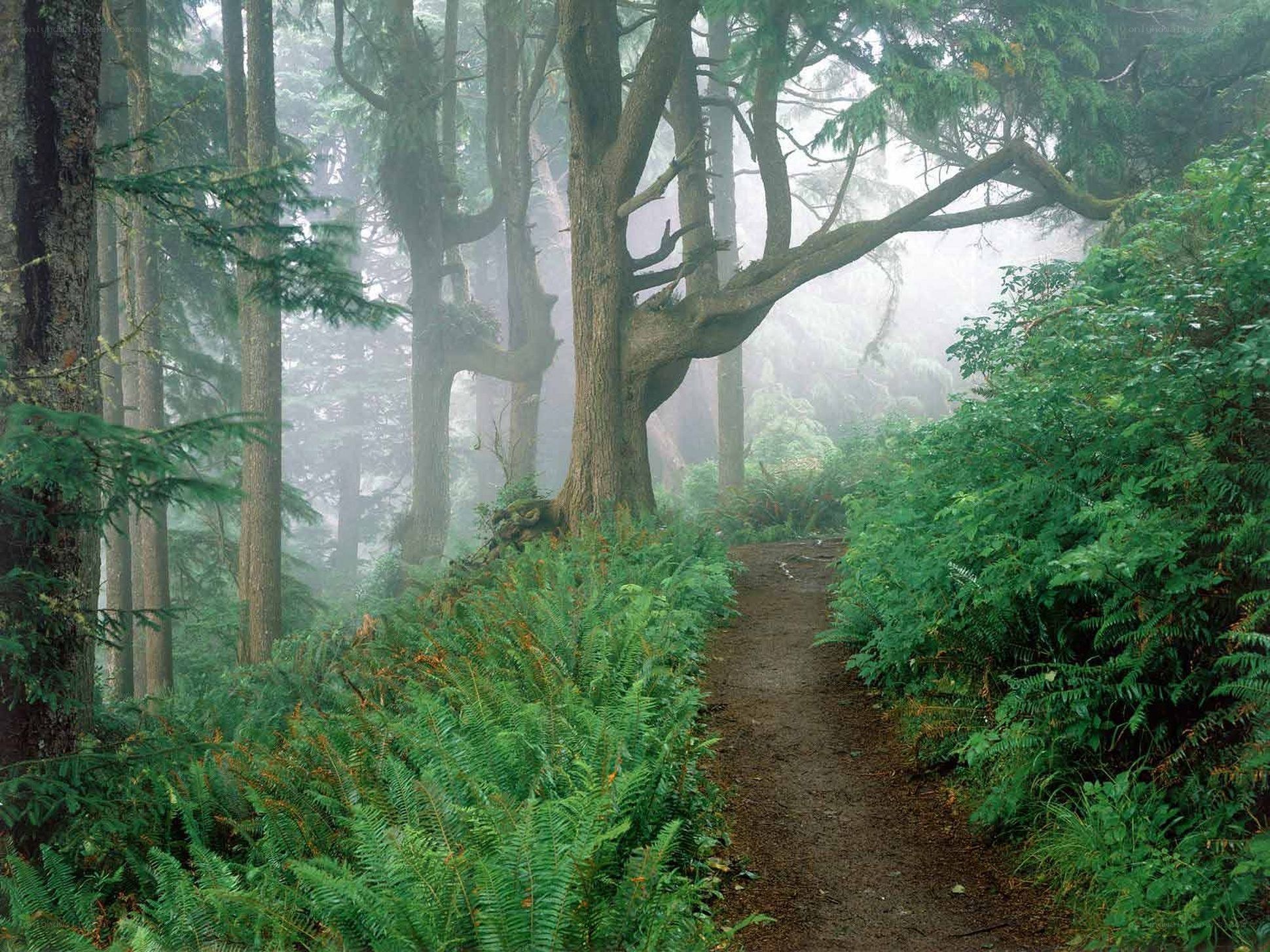 Misty forest trail with ferns
