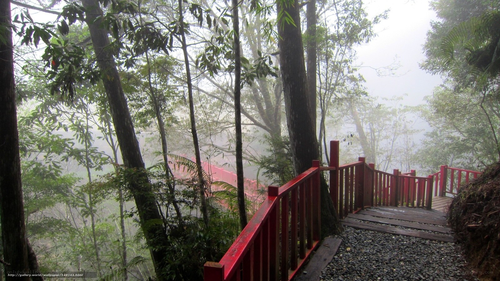 Misty forest trail with red railings